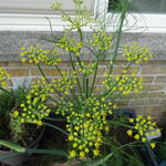 Foeniculum vulgare var. azoricum 'Fino' - Knolvenkel