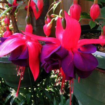 Fuchsia 'Maori Maid'