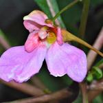 Impatiens flanaganae - Vlijtig liesje