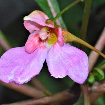 Impatiens flanaganae