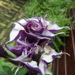 Datura metel 'Double Purple' - Doornappel