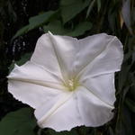 Ipomoea alba - Maanbloem