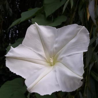 Ipomoea alba