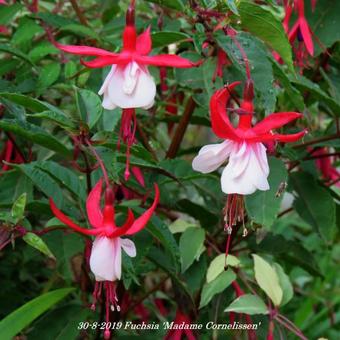 Fuchsia 'Madame Cornelissen'