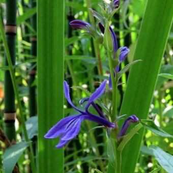 Lobelia sessilifolia