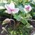 Anemone 'Dainty Swan'