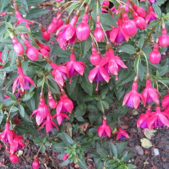 Fuchsia 'Tom Thumb'