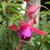 Fuchsia 'Tom Thumb'