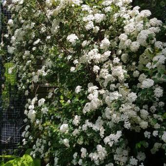 Spiraea nipponica 'Snowmound'