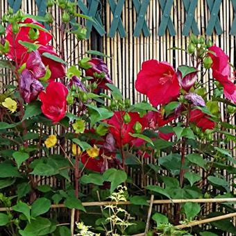 Hibiscus moscheutos 'EXTREME Magenta'