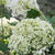 Hydrangea arborescens 'Annabelle'