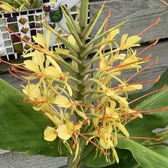 Hedychium gardnerianum