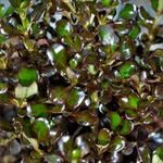 Coprosma 'Zoë' - Spiegelplant, Coprosma