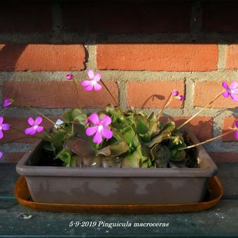 Pinguicula macroceras