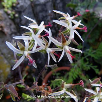 Pelargonium carnosum