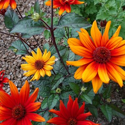 Zonneoog - Heliopsis helianthoides var. scabra 'Bleeding Hearts'