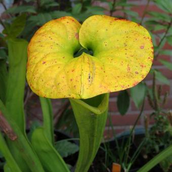 Sarracenia flava