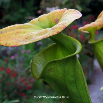 Sarracenia flava