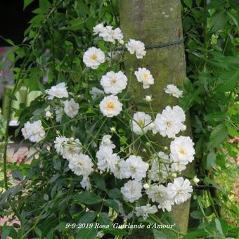 Rosa 'Guirlande d'Amour'