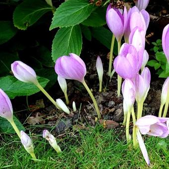 Colchicum autumnale