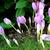 Colchicum autumnale