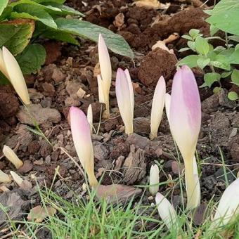 Colchicum autumnale