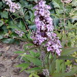 Vitex agnus-castus 'Pink Pinnacle' - Monnikspeper