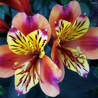 Alstroemeria 'Indian Summer'