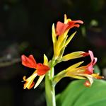 Canna brasiliensis - Bloemriet