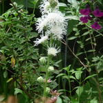 Liatris scariosa 'Alba' - Lampepoetser - Liatris scariosa 'Alba'