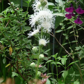 Liatris scariosa 'Alba'