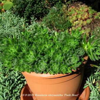 Rosularia chrysantha 'Pooh Bear'