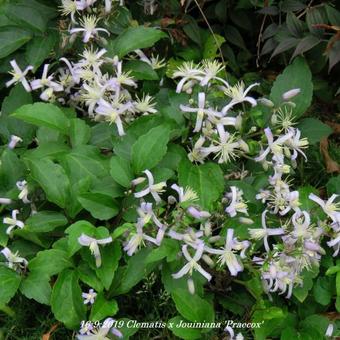 Clematis x  Jouiniana 'Praecox'