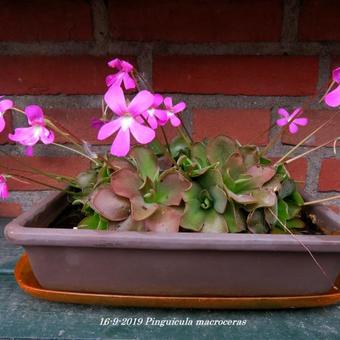 Pinguicula macroceras