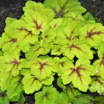 X Heucherella 'Stoplight