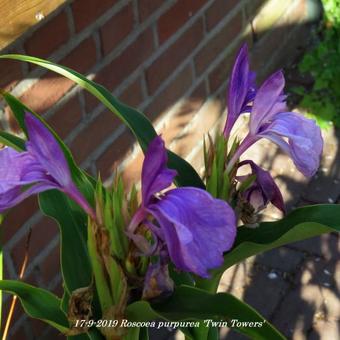 Roscoea purpurea 'Twin Towers'