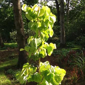 Cercis canadensis 'The Rising Sun'