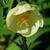 Abutilon