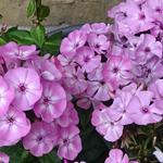 Phlox paniculata 'FAMOUS Pink' - Floks, Phloxen