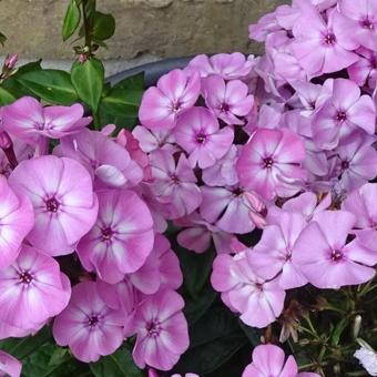 Phlox paniculata 'FAMOUS Pink'