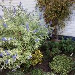 Caryopteris x clandonensis 'White Surprise' - Baardbloem - Caryopteris x clandonensis 'White Surprise'