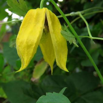 Clematis tangutica