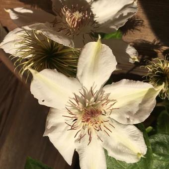 Clematis 'Valge Daam'