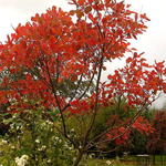 Pruikenboom - Cotinus coggygria