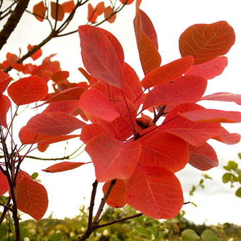 Cotinus coggygria