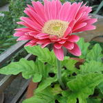 Gerbera jamesonii  - Gerbera