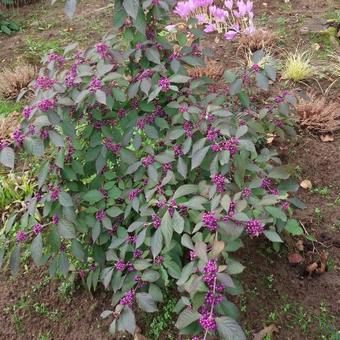 Callicarpa japonica var. japonica