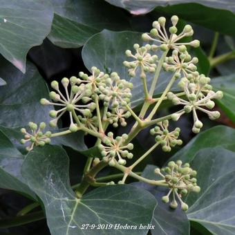 Hedera helix