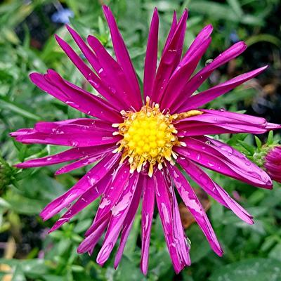 Herfstaster - Aster novi-belgii 'Winston Churchill'