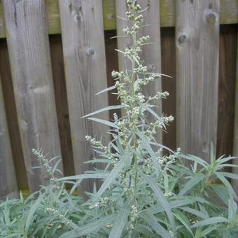 Artemisia ludoviciana 'Silver Queen'